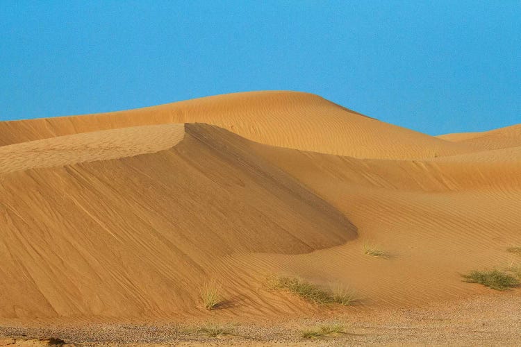 Desert with sand. Abu Dhabi, United Arab Emirates.