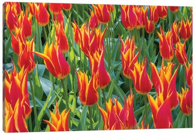 Beautiful tulips, Netherlands. Canvas Art Print - Tulip Art