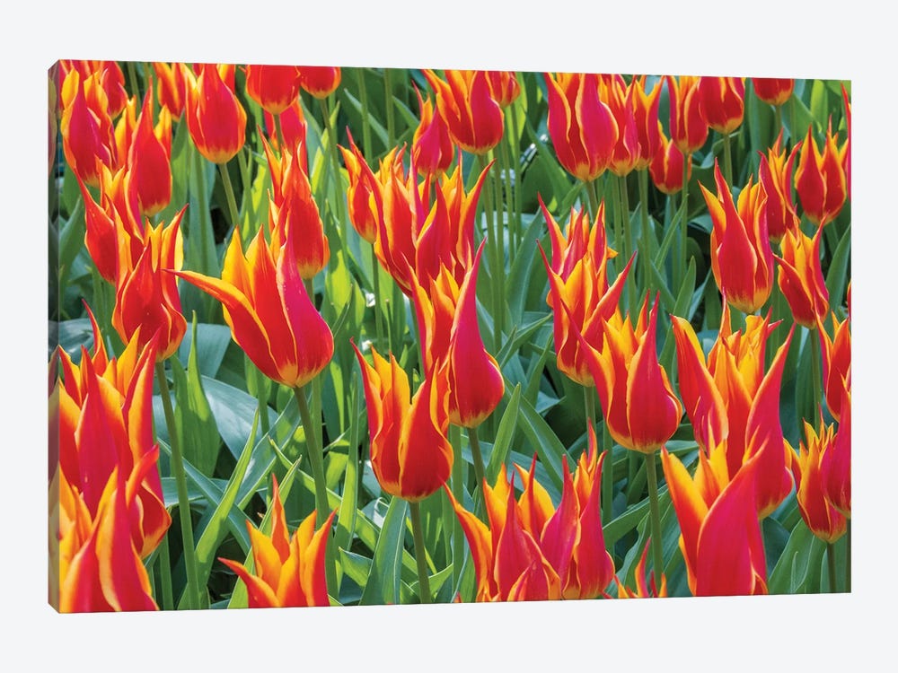 Beautiful tulips, Netherlands. by Tom Norring 1-piece Canvas Wall Art