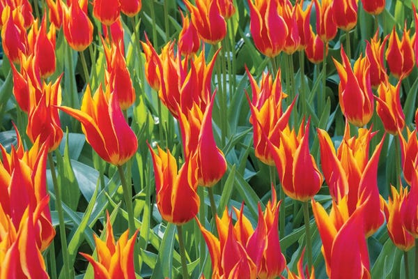 Tom Norring: Beautiful tulips, Netherlands. by Tom Norring
