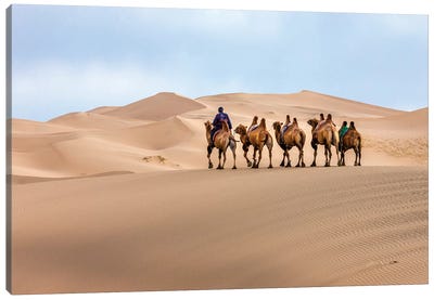 Camel Caravan in the Dunes. Gobi Desert. Mongolia. Canvas Art Print