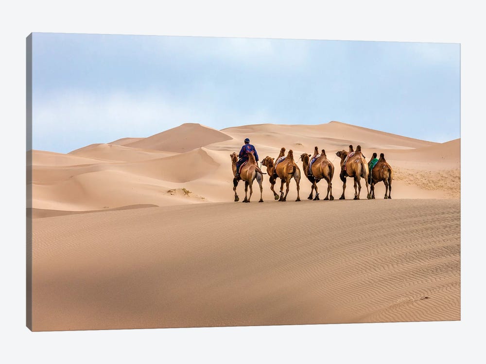 Camel Caravan in the Dunes. Gobi Desert. Mongolia. by Tom Norring 1-piece Canvas Artwork