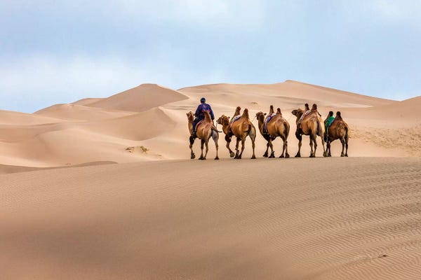 Camel Caravan in the Dunes. Gobi Desert. Mongolia.