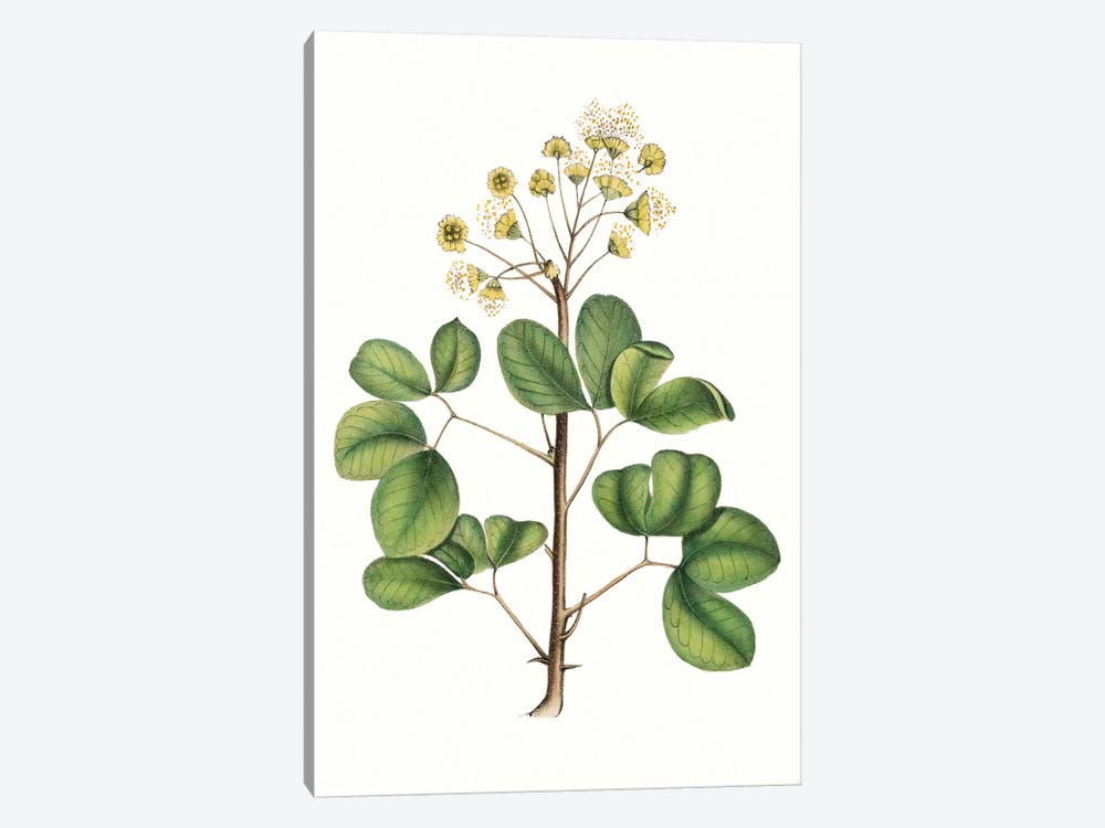 Foliage & Blooms IV 1-piece Art Print