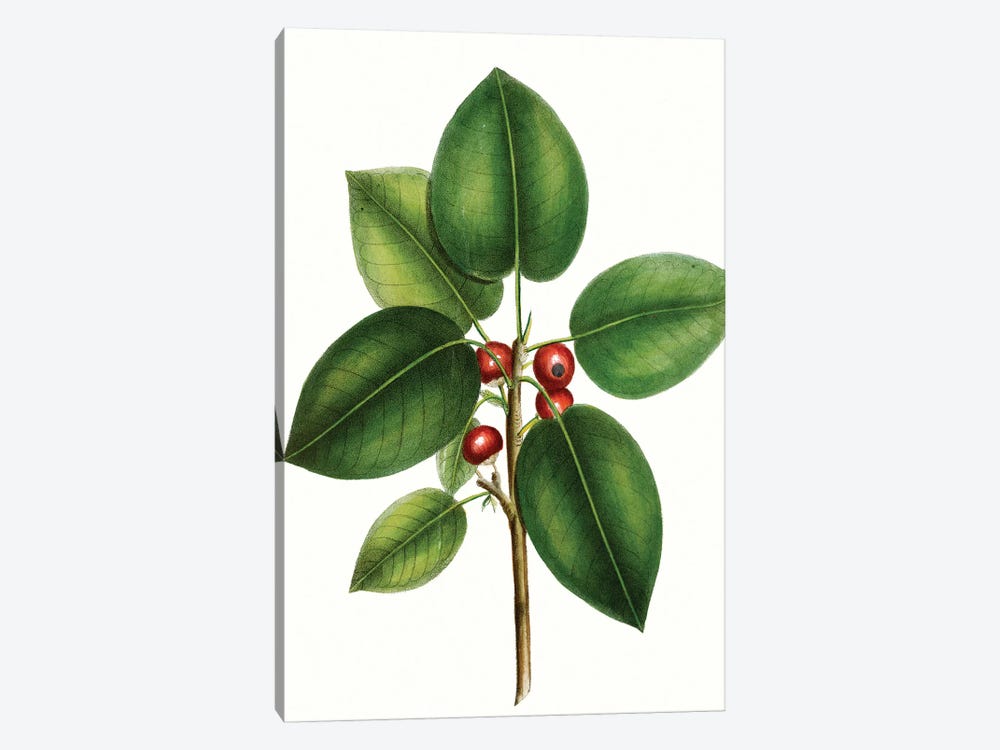 Short Leaved Fig Tree by Thomas Nuttall 1-piece Canvas Artwork