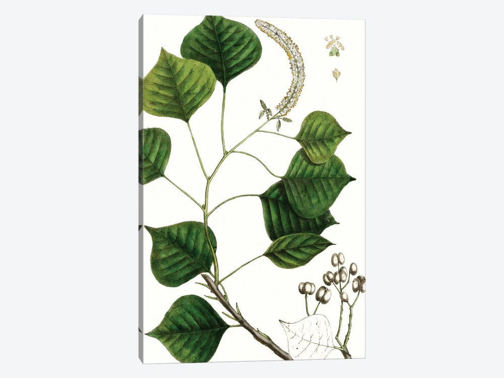 Tallow Tree by Thomas Nuttall 1-piece Canvas Print