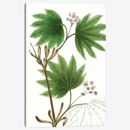 Broad Leafed Maple Canvas Print #TNU1} by Thomas Nuttall Canvas Art Print
