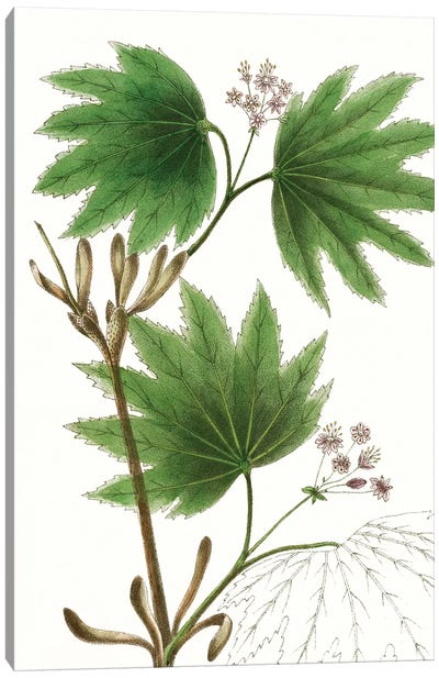 Broad Leafed Maple Canvas Art Print