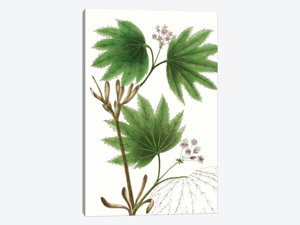 Broad Leafed Maple by Thomas Nuttall 1-piece Canvas Wall Art