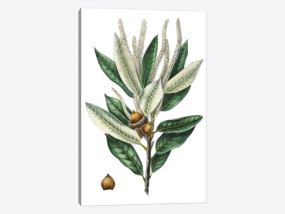 Dense Flowered Oak 1-piece Art Print