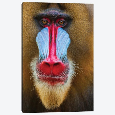 Close-Up Of The Face Of A Mandrill (Mandrillus Sphinx) Captive Canvas Print #TOH12} by Tom Haseltine Canvas Wall Art
