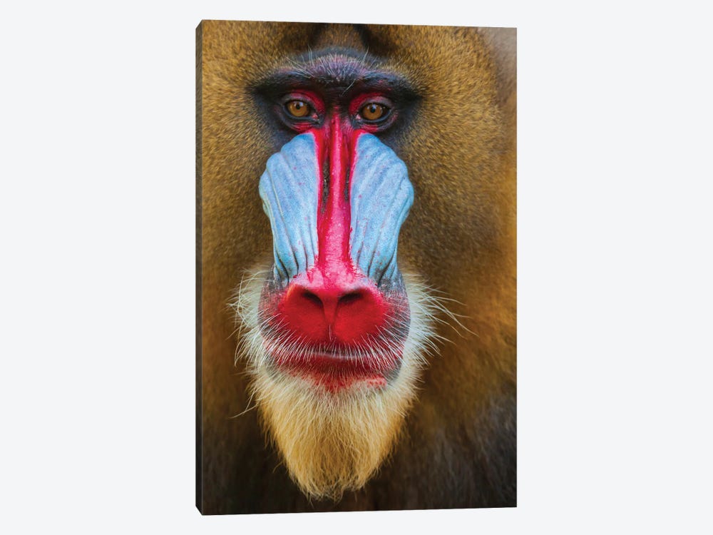 Close-Up Of The Face Of A Mandrill (Mandrillus Sphinx) Captive by Tom Haseltine 1-piece Canvas Art Print