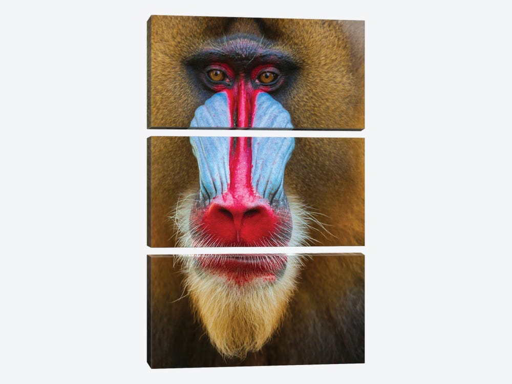 Close-Up Of The Face Of A Mandrill (Mandrillus Sphinx) Captive by Tom Haseltine 3-piece Canvas Art Print