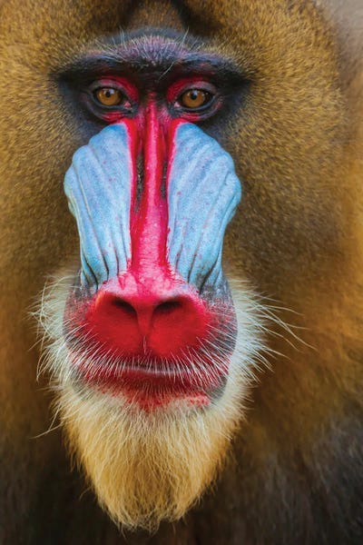 Monkeys: Close-Up Of The Face Of A Mandrill (Mandrillus Sphinx) Captive by Tom Haseltine