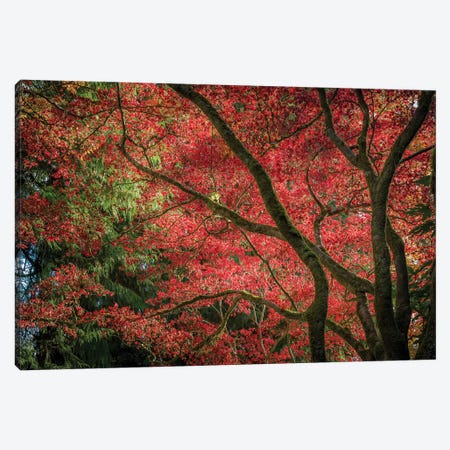 Autumn Beauty Canvas Print #TOL15} by Tim Oldford Art Print