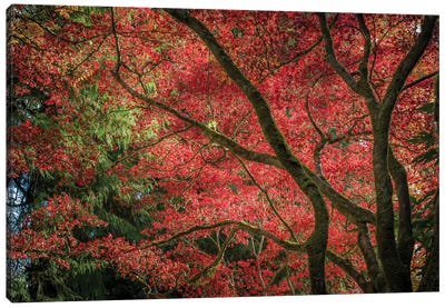 Autumn Beauty Canvas Art Print