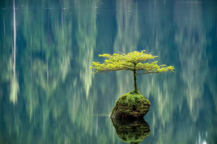 Fairy Lake Bonsai