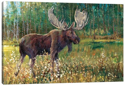 Moose In The Field Canvas Art Print - Deer Art