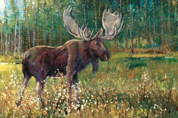 Moose In The Field