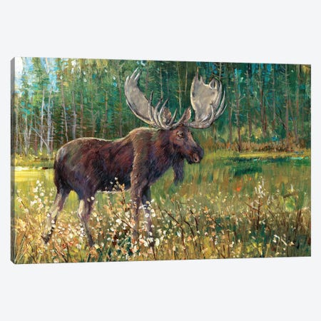 Moose In The Field Canvas Print #TOT112} by Tim OToole Art Print