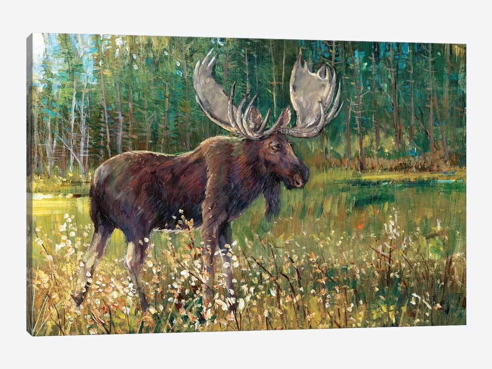 Moose In The Field by Tim OToole 1-piece Canvas Print