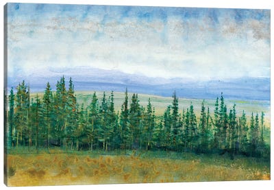 Pine Tops I Canvas Art Print - Tim O'Toole