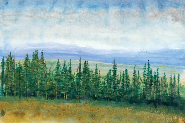 Evergreen Trees: Pine Tops I by Tim O'Toole