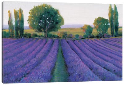 Lavender Field II Canvas Art Print - Herb Art