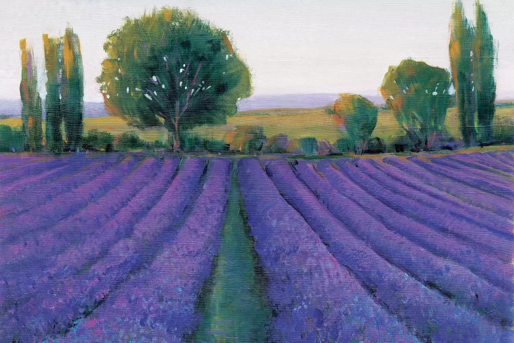 Lavender Field II