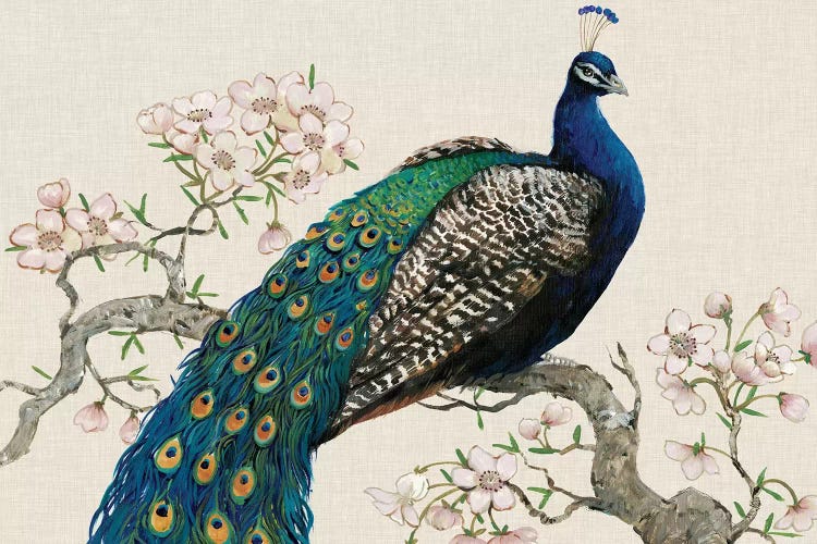 Peacock & Blossoms I by Tim OToole wall art