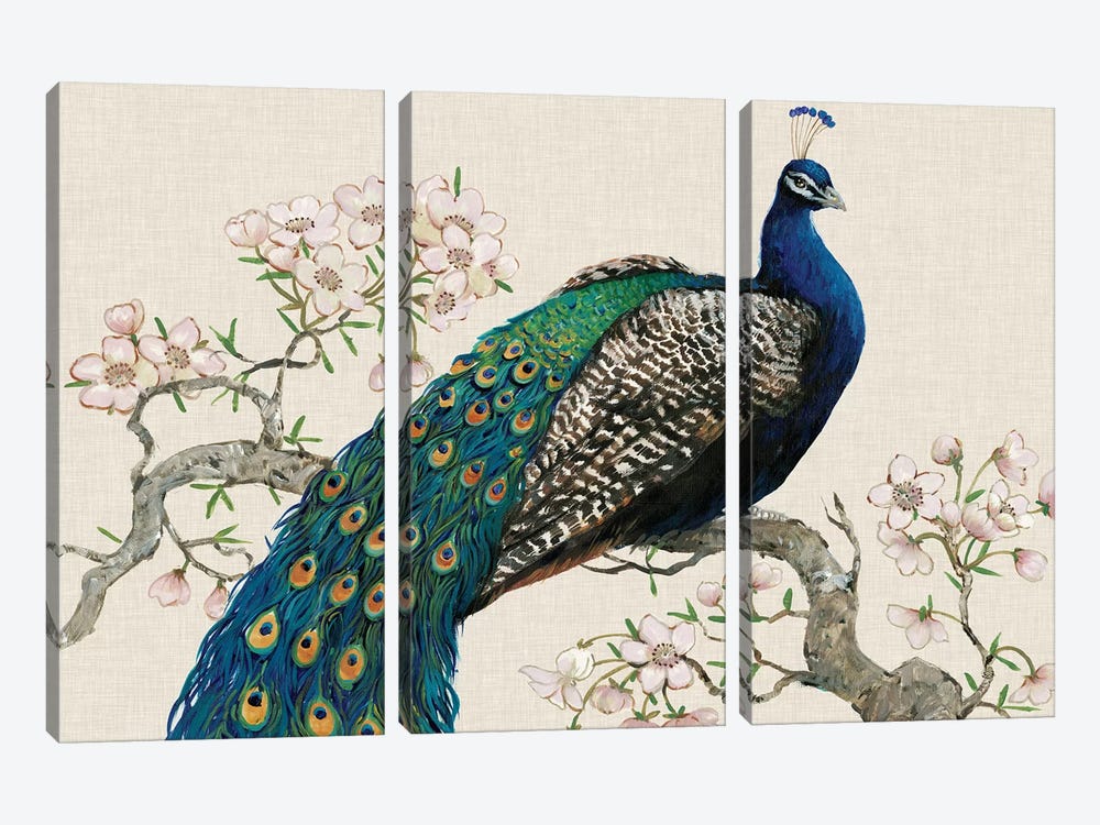 Peacock & Blossoms I by Tim OToole 3-piece Canvas Art