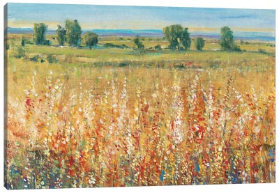 Gold and Red Field II Canvas Art Print - Tim O'Toole