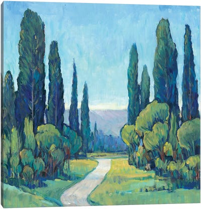 Cypress Path I Canvas Art Print - Cypress Trees