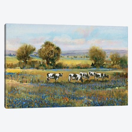 Field Of Cattle I Canvas Print #TOT240} by Tim OToole Canvas Print