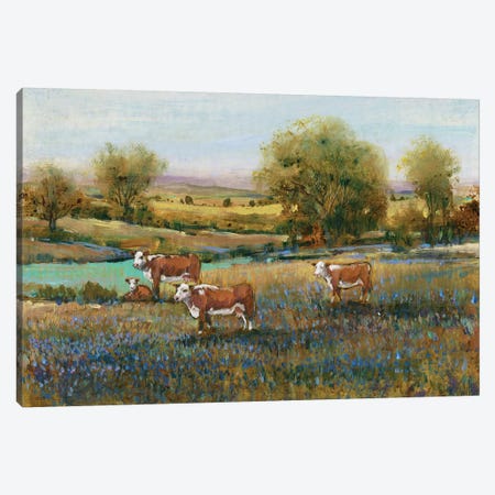 Field Of Cattle II Canvas Print #TOT241} by Tim OToole Canvas Art Print