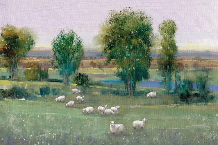 Field Of Sheep I