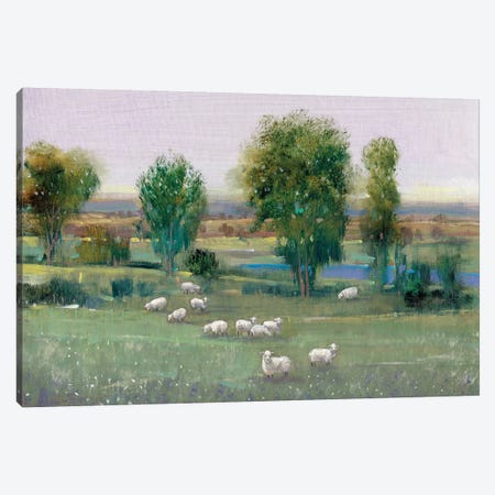 Field Of Sheep I Canvas Print #TOT242} by Tim OToole Canvas Art Print