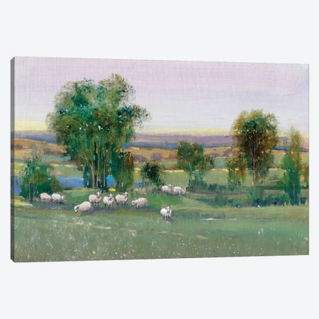 Field Of Sheep II Canvas Print #TOT243} by Tim OToole Art Print