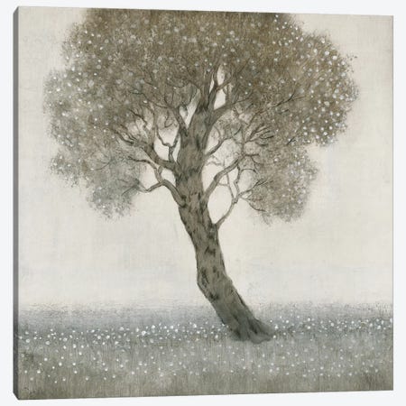 White Blossom Tree Canvas Print #TOT276} by Tim OToole Canvas Print