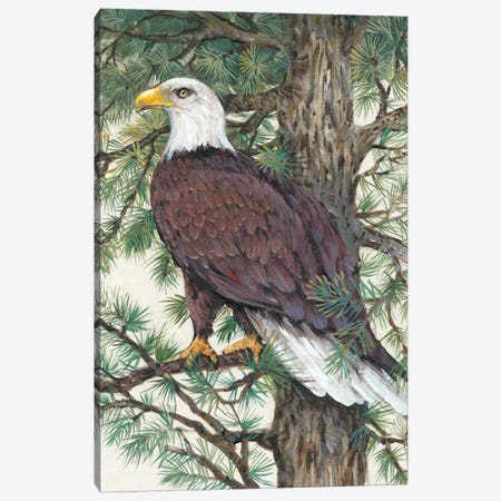 Eagle In The Pine Canvas Print #TOT29} by Tim OToole Canvas Print