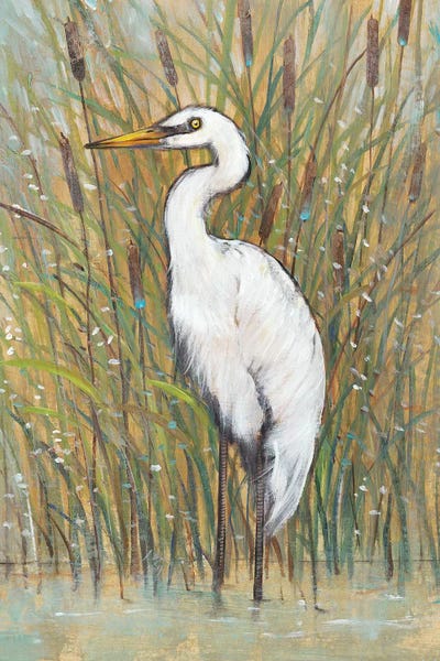 Egrets: White Egret I by Tim O'Toole