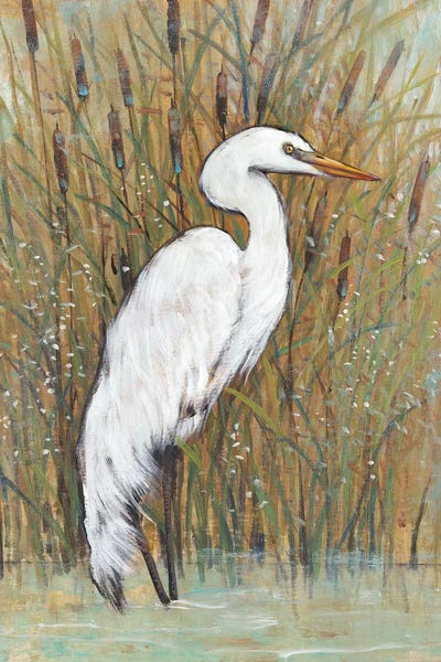 Egrets: White Egret II by Tim O'Toole