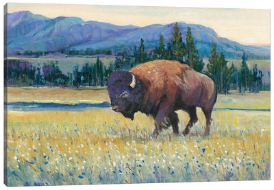 Animals of the West II Canvas Art Print - Bison & Buffalo Art