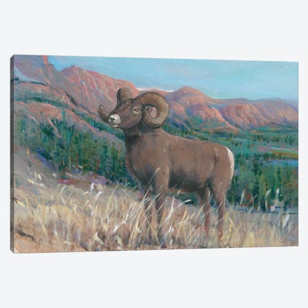 Animals of the West IV Canvas Print #TOT415} by Tim OToole Art Print