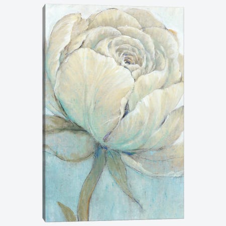 English Rose II Canvas Print #TOT425} by Tim OToole Canvas Wall Art