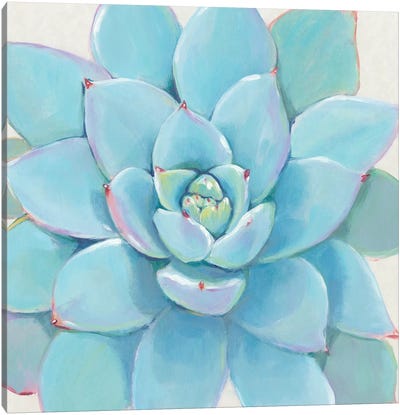 Pastel Succulent I Canvas Art Print - Tim O'Toole