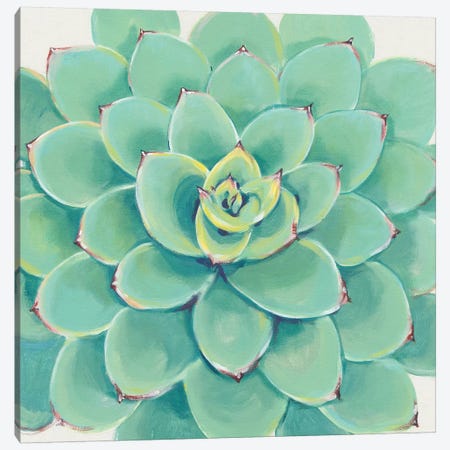 Pastel Succulent III Canvas Print #TOT434} by Tim OToole Canvas Print