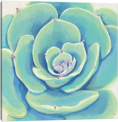 Pastel Succulent IV Canvas Art Print - Tim O'Toole