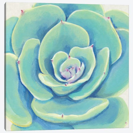 Pastel Succulent IV Canvas Print #TOT435} by Tim OToole Canvas Print