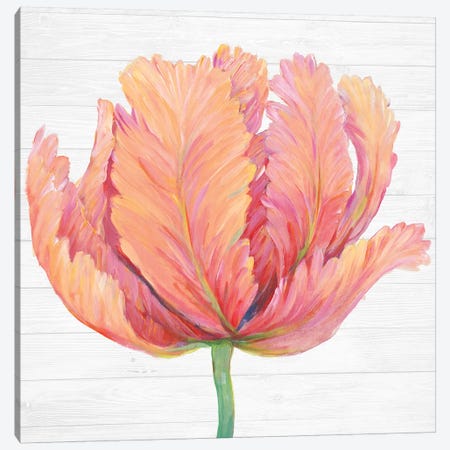 Single Pink Bloom I Canvas Print #TOT436} by Tim OToole Canvas Print